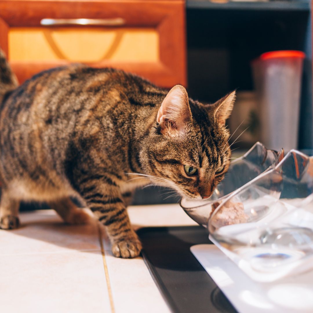 KITTY BOWL+ ORTOPÉDICO Y ANTI-VÓMITOS